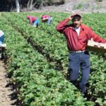 Mexicanos aportan 2.06 BDD al PIB de Estados Unidos: Sheinbaum